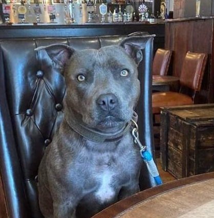 Alan the Staffy